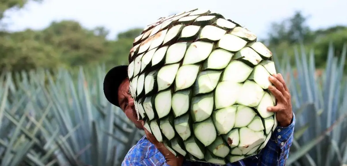 Jelajahi sejarah tequila dan cara terbaik menikmatinya. Temukan tips dan asal-usul minuman ikonik ini.